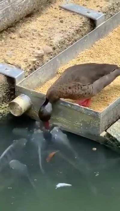 a duck feeding fish