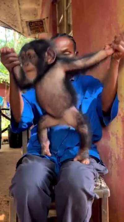 Little Chica 💜 @ Tacugama Chimpanzee Sanctuary