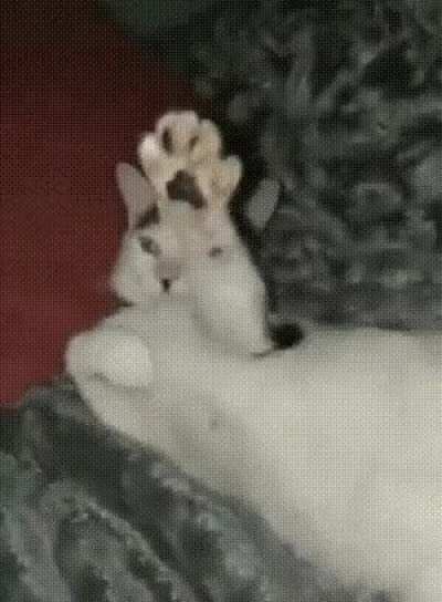 My immediate thought was “this kitler belongs here”