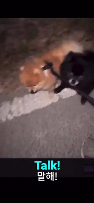 YouTuber abuses Korean Girlfriend and Animals