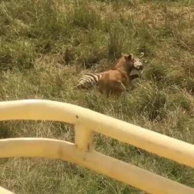 Well, in the lion's perspective