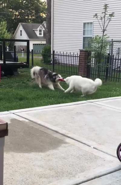 This dog fight.