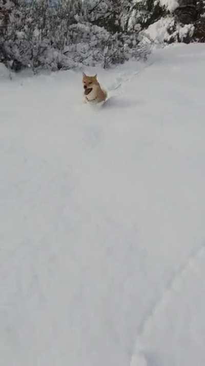 Dashing trough the snow 🦊