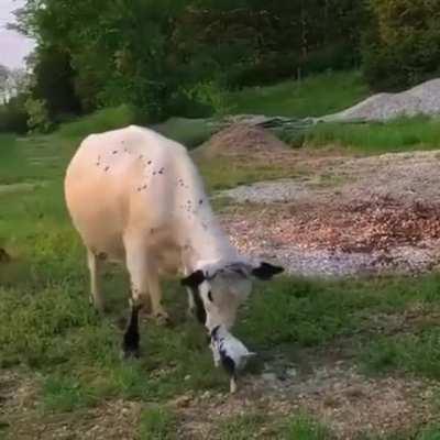 Such cute and curious animals :)