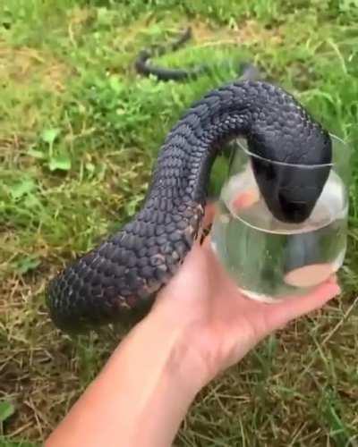 A large black snake drinking water from a glass