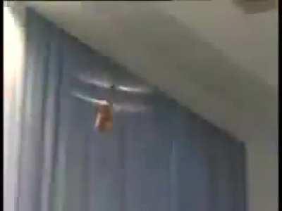 Press conference invaded by flying dildo