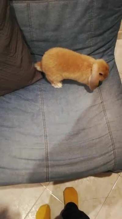 My bunny is broken, pls help