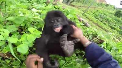 Baby Gorilla Lilingu, laughing hysterically as she's getting tickles by her caretaker