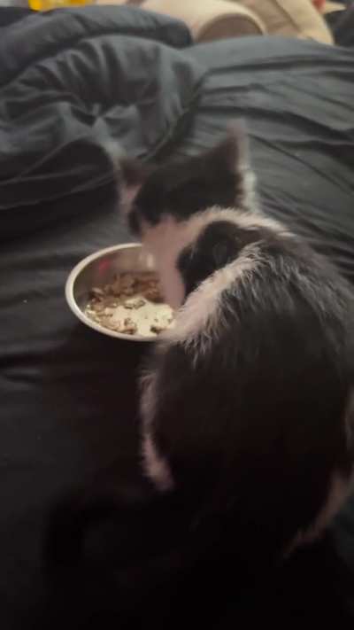 is my kitten okay?