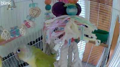 My conure upon discovering the camera I hid in her cage