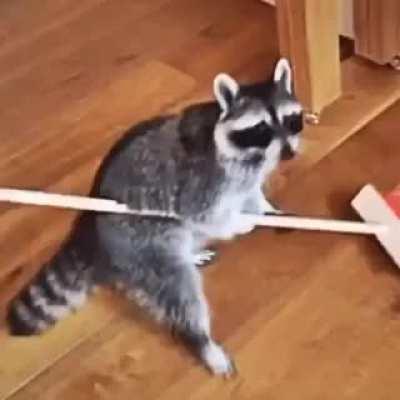 real raccoon hours 🦝🦝💯