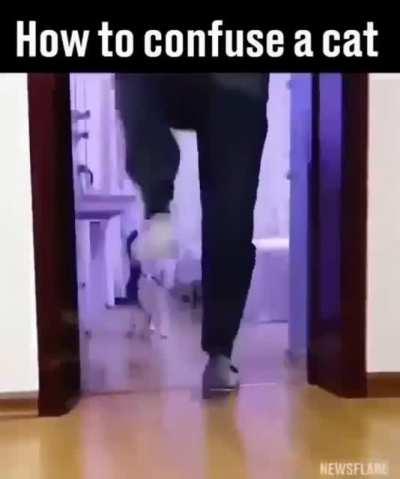 Как смутить котика?