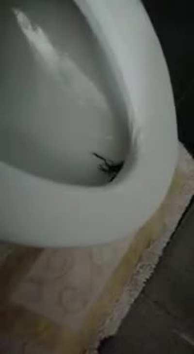 I sat on that toilet for about 10 or 15 minutes. After I flushed I noticed this.