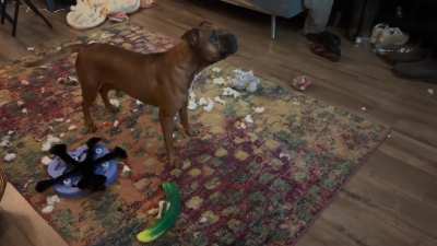 Leela slammin and whammin at a TV deer. Very tuff.