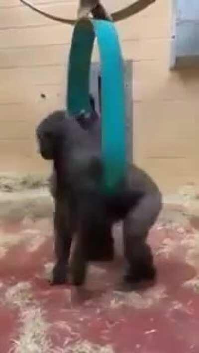 Gorillas play on a spinning toy together.