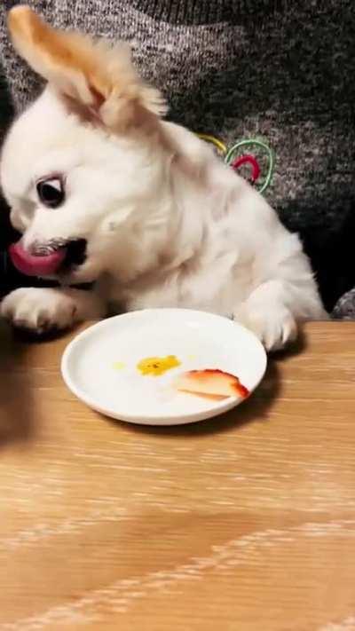 This beautiful dog is as sweet as the strawberries he is eating.