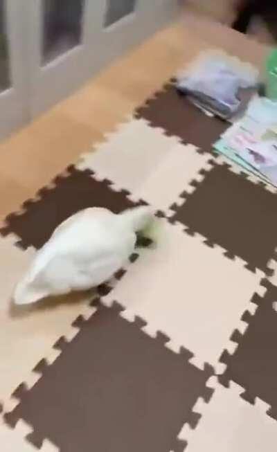 Live action do jogo do ganso