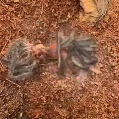 :21 second timelapse of a Tarantula shedding it's old skin.
