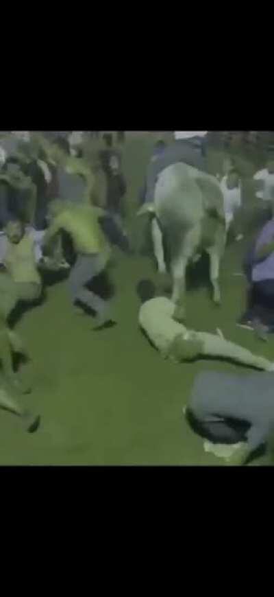 Bull joins the fight