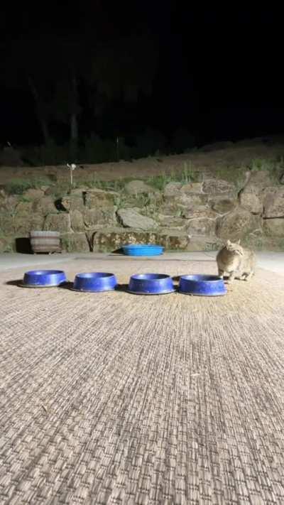 Amazing Variety Of Animals Come To Drink Water At Night