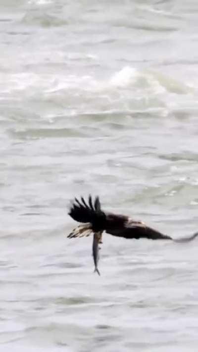 Eyesight of Eagle and Cameraman ! Wow