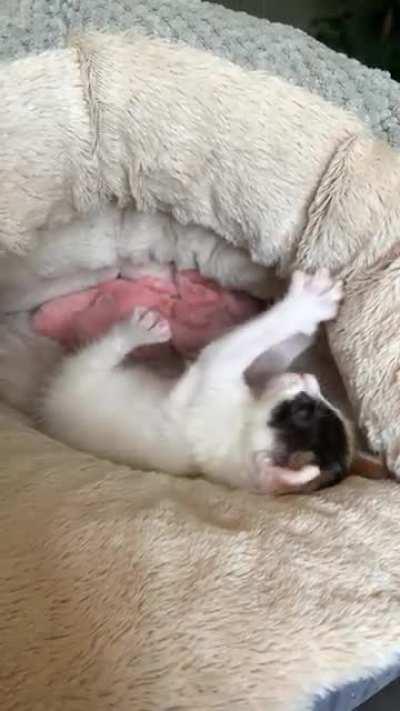 Little Leela is three weeks old! Already fighting off greebles. She enjoys spending time in her little fuzzy cave and is learning to walk confidently. She told me to tell you all thank you for your love and support! Link to extra pics in comments!