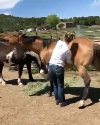 На самом деле это не nsfw. Лошади не могут чесать сами себя, когда летом их кусает гнус.