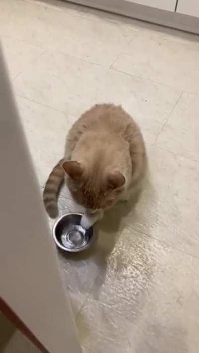 Jobless cat disturbing in the kitchen ://