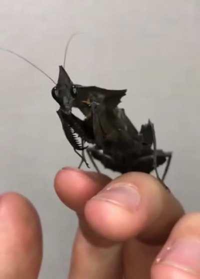 Black Mantis