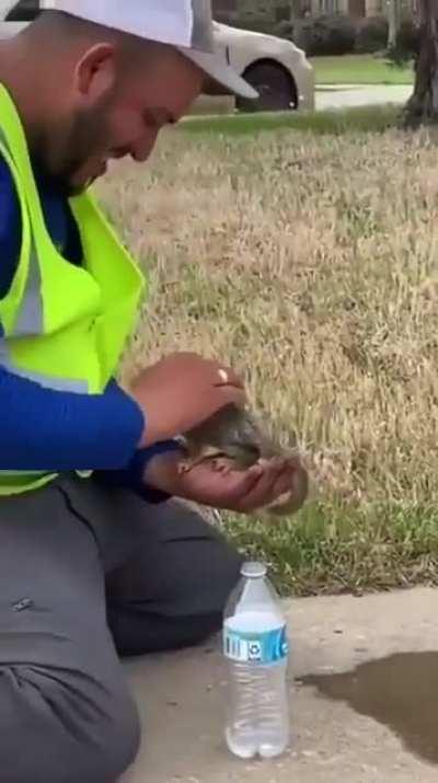 Giving a overheated, suffering Squirrel a bit of water.