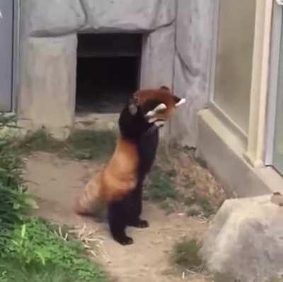 Red panda encounters a stone and sees it as a danger??