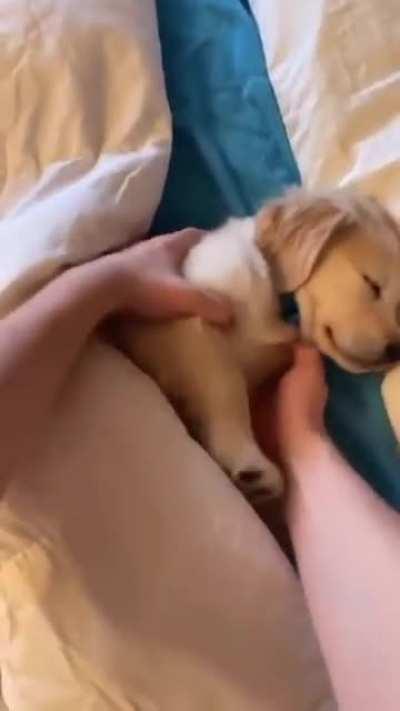 Sleepy pupper