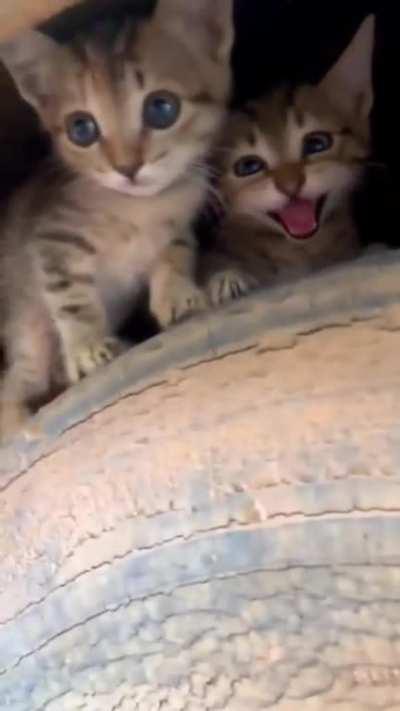 Mom's out .. we have to defend our t̶i̶r̶e̶ home