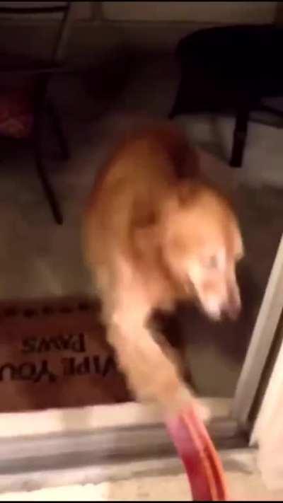 Vemos aqui um cachorro que sofre de Estresse pós-traumático