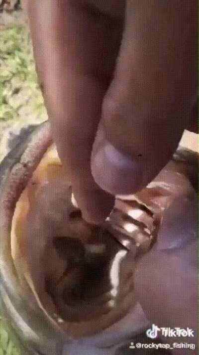 A fish is choking on a fish which in turn is choking on another fish