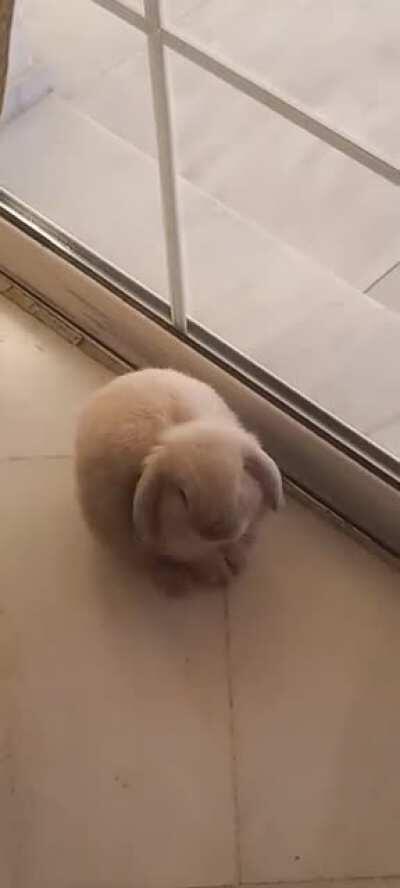My rabbit keeps making this noise and I am getting really worried! Does anyone know what it might be? Please help!