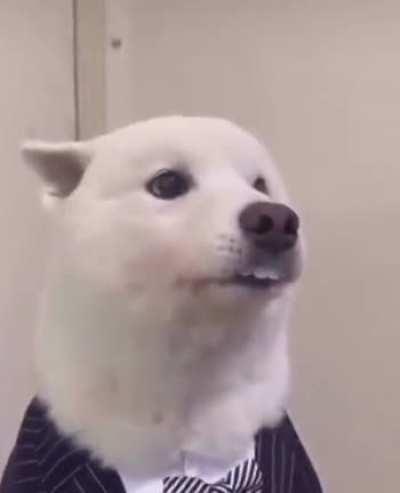 Good boy going to work