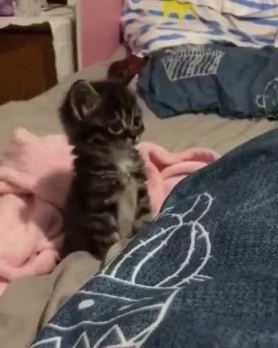 Didn't have a permit for that massive head.