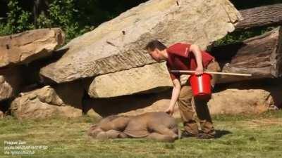 Baby elephant just tryna catch some zzz's.