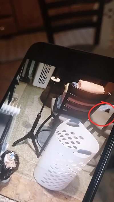 What did I catch on video please help