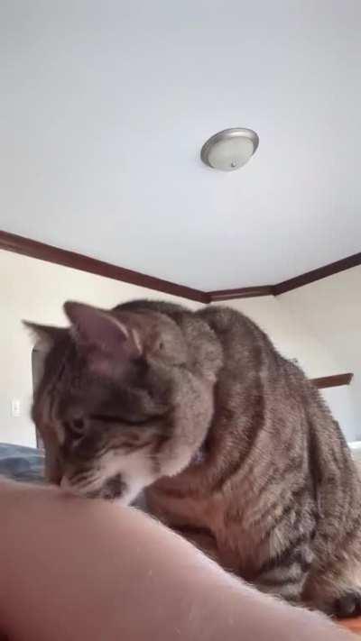 My SIC letting me know it's feeding time