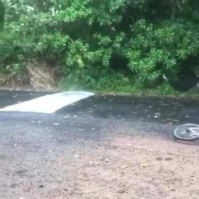 Dinosaur bird slips on a banana skin