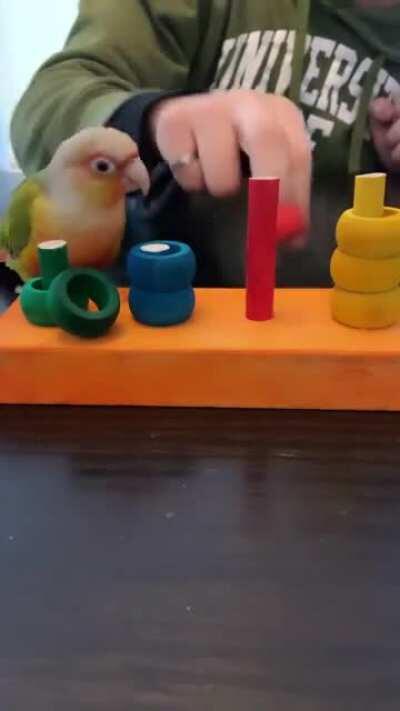 Yes. I am smart parrot. Day 7 of my training. Tomorrow, world domination.