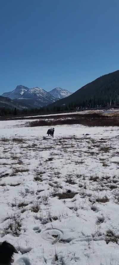 Frisbee zoomies 😊