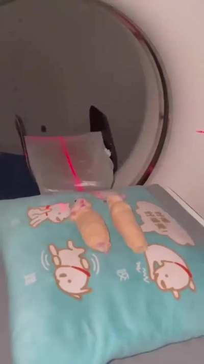 Hamsters getting an MRI