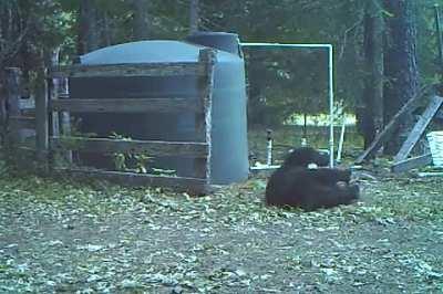 Bear reaction to worst pain known to man