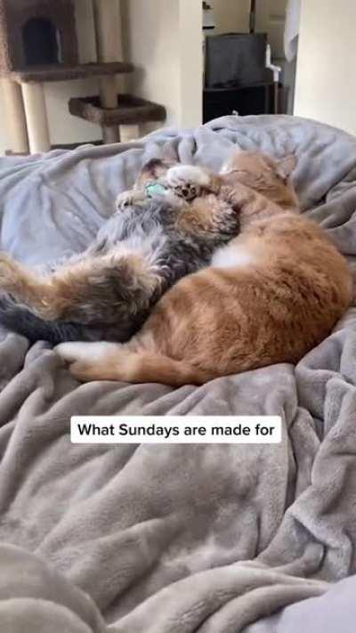 The way the cat started giving kisses immediately