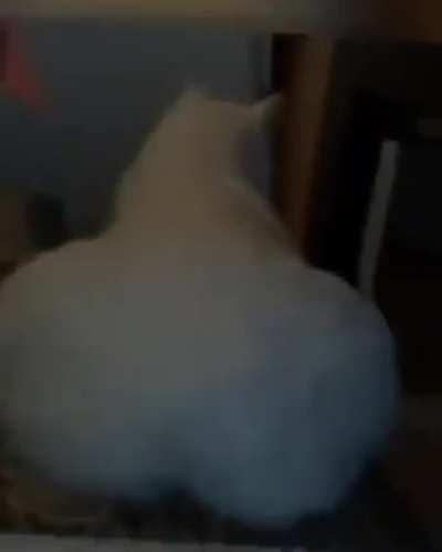 average instagram video