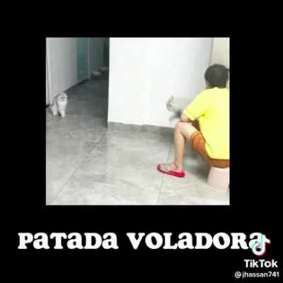 gato truco
