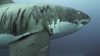 Battle-hardened Great White warrior spotted near Neptune Islands
